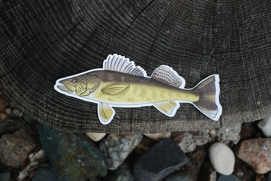 Large Walleye Sticker: Waterproof Fish Decal, Laptop/Water Bottle Label
