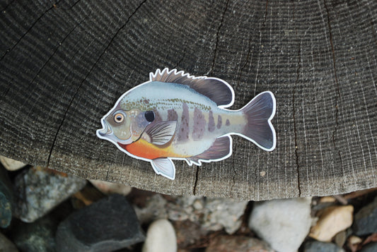 Sunfish Sticker: Hand-Drawn Waterproof Fishing Decal