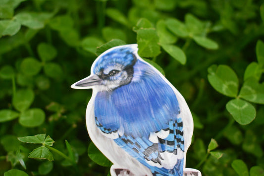 Bluejay Sticker: Hand-Drawn Waterproof Bird Decal