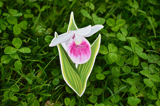 Lady Slipper Sticker: MN State Flower, Waterproof Decal
