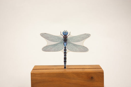 Dragonfly Sticker: Waterproof Outdoorsy Decal