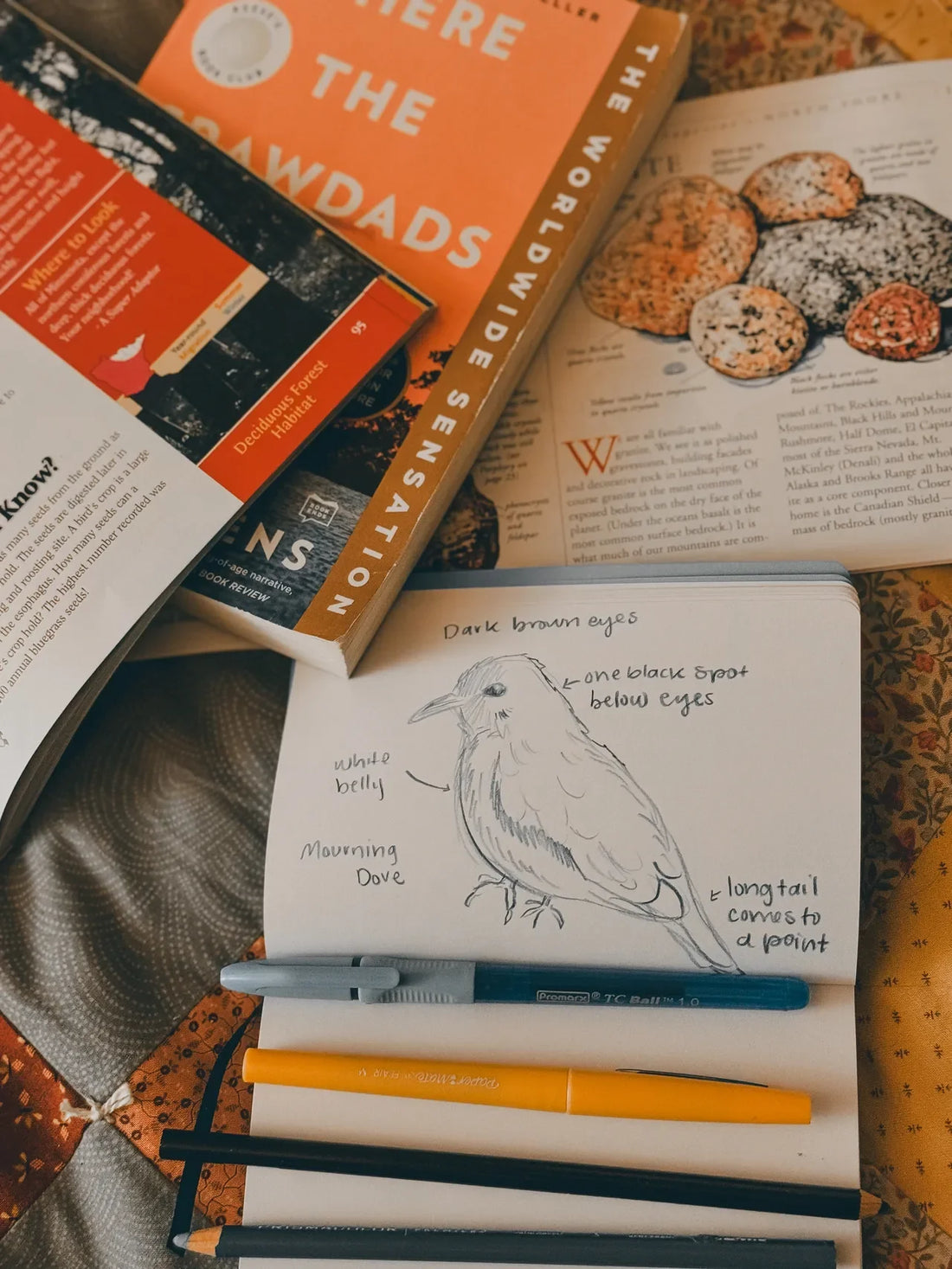 The Mourning Dove