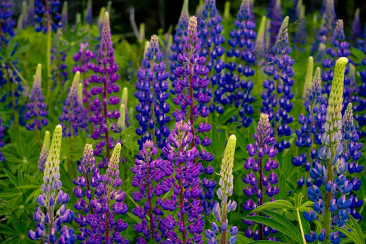 Lupine Season