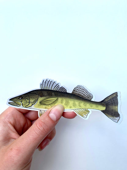 Large Walleye Sticker: Waterproof Fish Decal, Laptop/Water Bottle Label