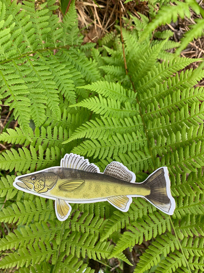 Large Walleye Sticker: Waterproof Fish Decal, Laptop/Water Bottle Label
