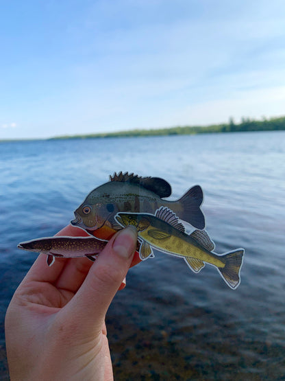 Waterproof Fish Sticker Pack: Hand-Drawn Fishing Decals