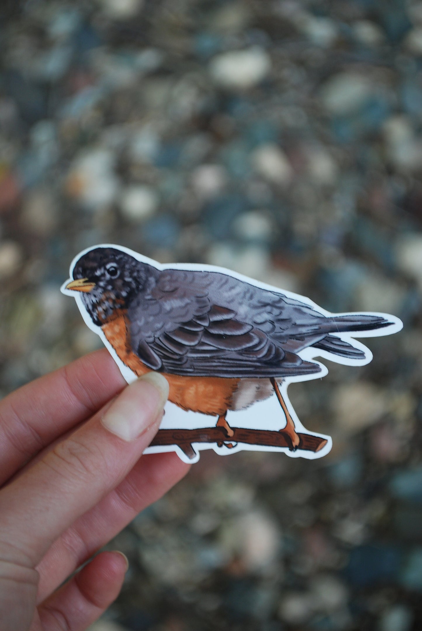 Robin Sticker: Waterproof Bird Decal for Laptop, Water Bottle