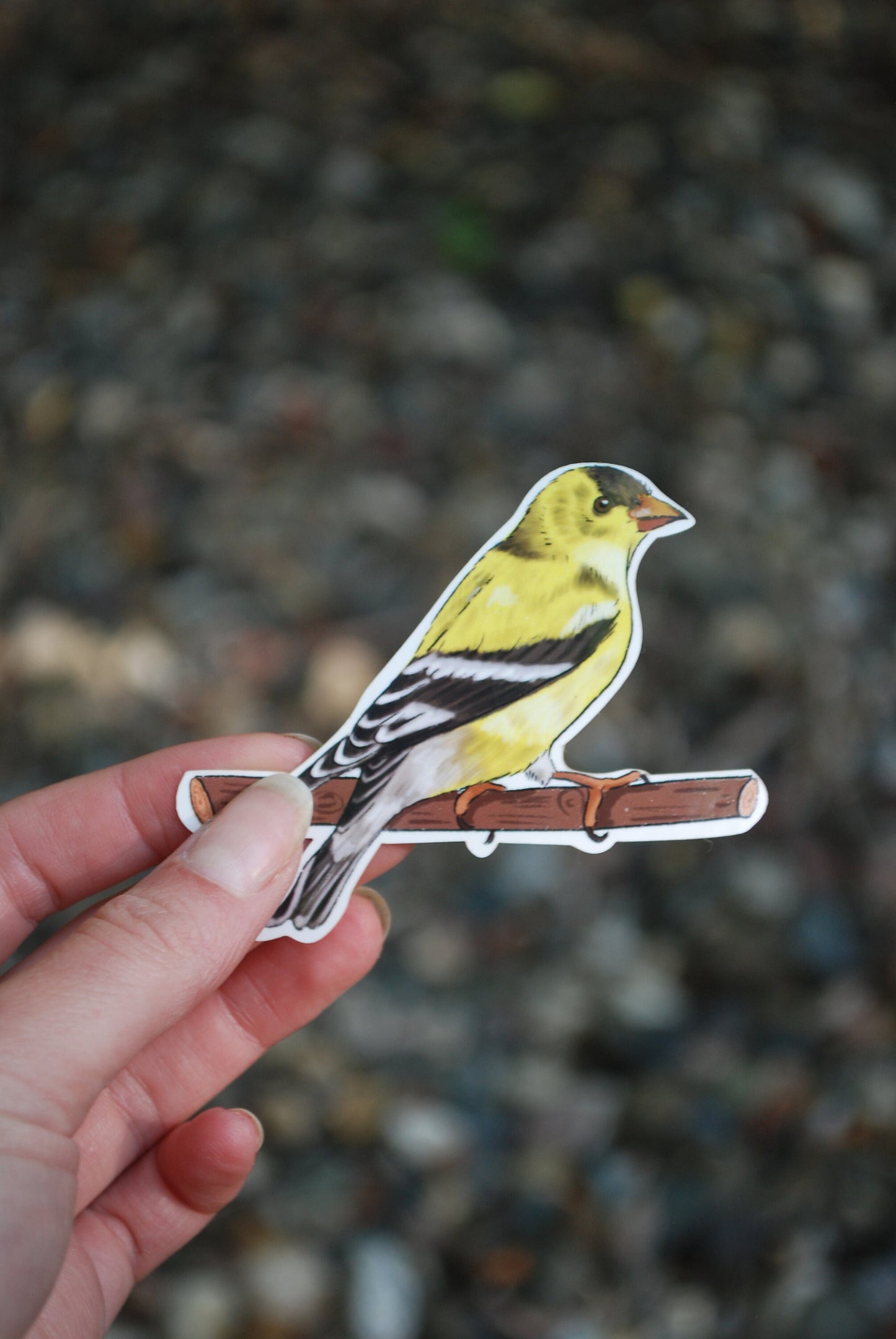 Finch Sticker: Waterproof Bird Laptop Decal