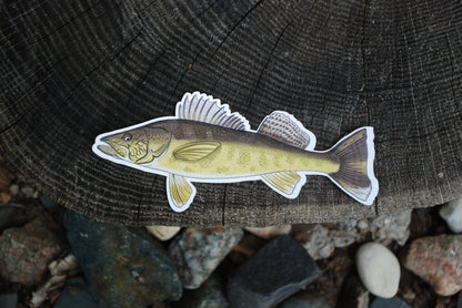 Large Walleye Sticker: Waterproof Fish Decal, Laptop/Water Bottle Label