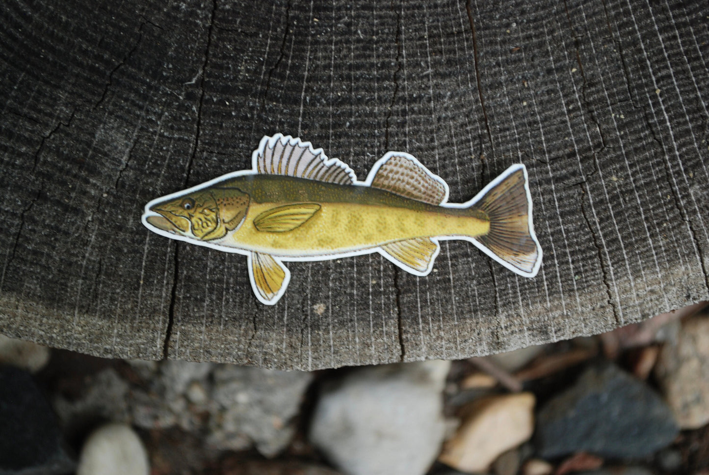 Walleye Fish Sticker: Waterproof Decal for Laptop, Car, Boat