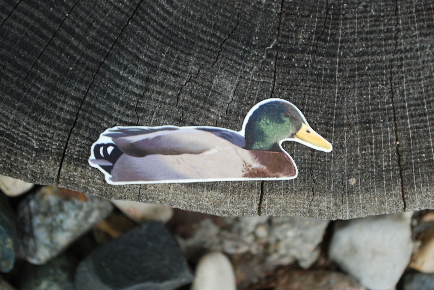 Mallard Duck Sticker: Waterproof Decal, Laptop, Water Bottle