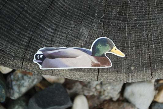 Mallard Duck Sticker: Waterproof Decal, Laptop, Water Bottle