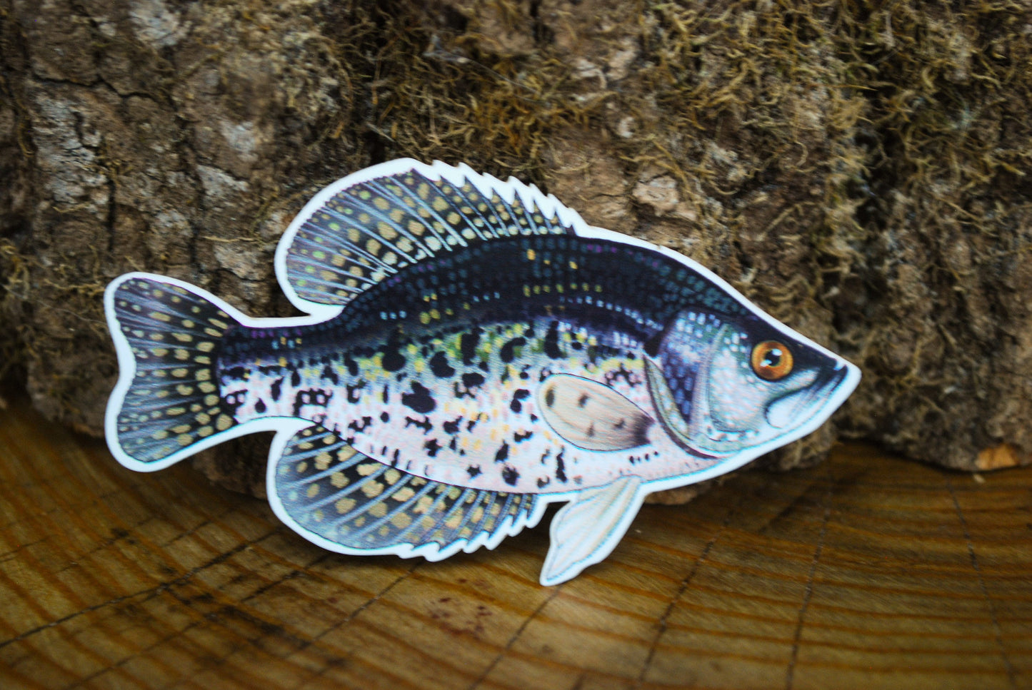 Crappie Sticker: Waterproof Fishing Decal (3" x 1.7")