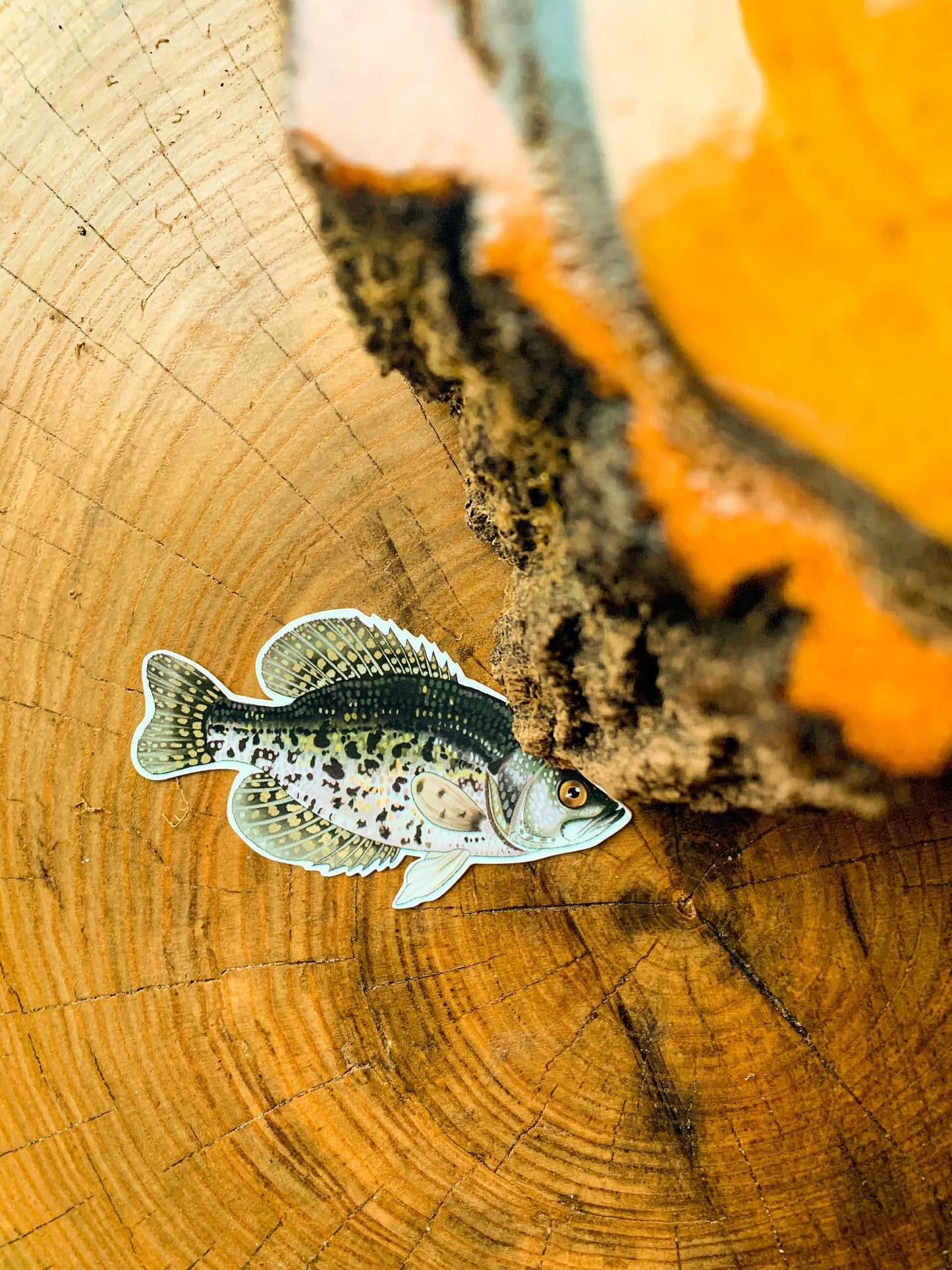Crappie Sticker: Waterproof Fishing Decal (3" x 1.7")