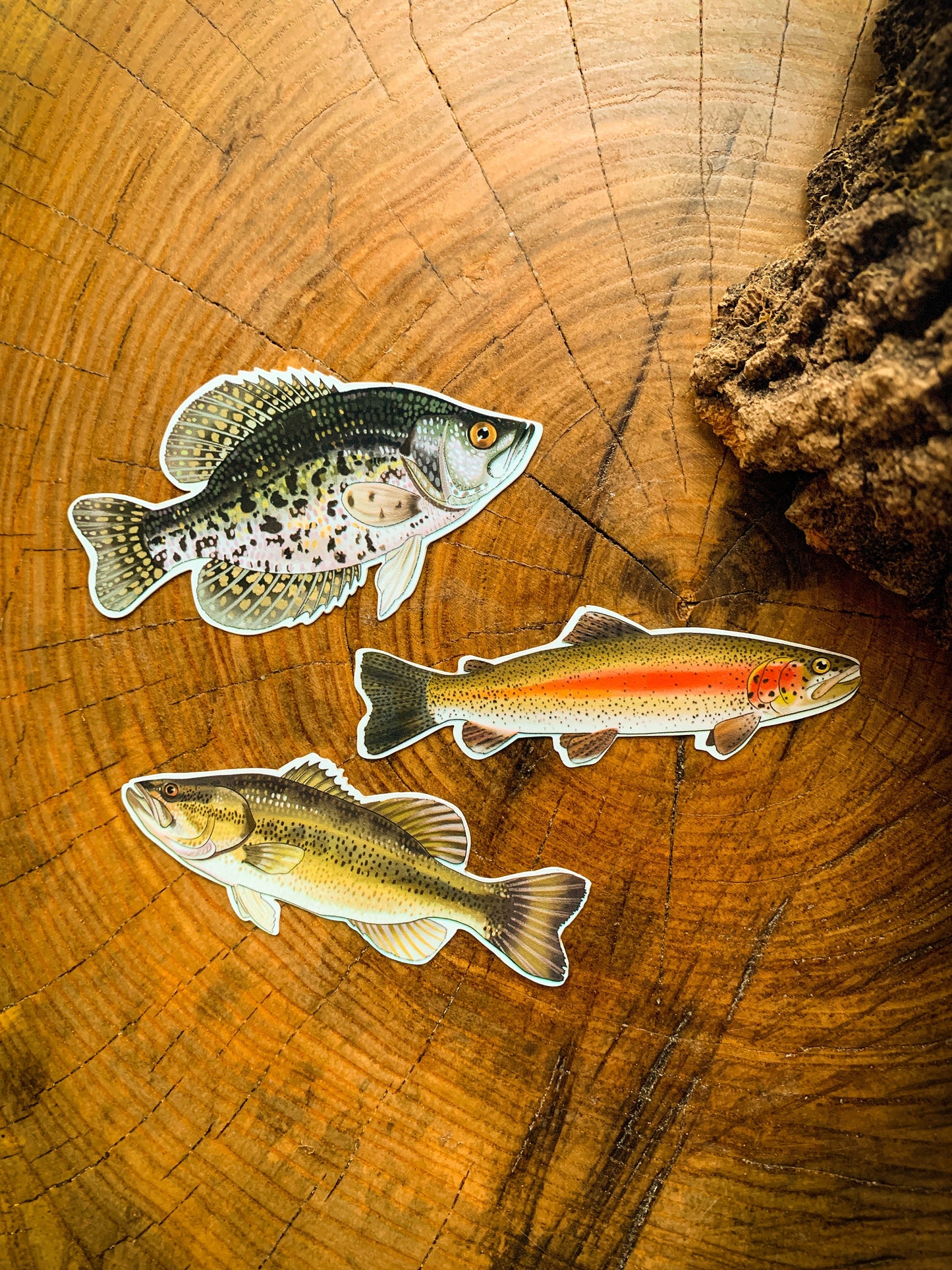 Hand-Drawn Fish Sticker Pack: Crappie, Bass, Trout - Waterproof Decals