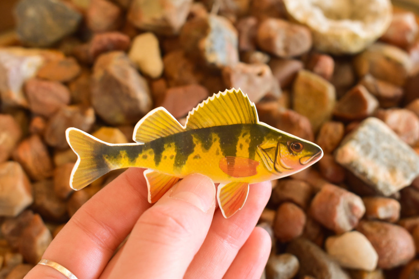 Yellow Perch Sticker: Waterproof Lake Fish Decal