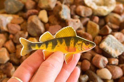 Yellow Perch Sticker: Waterproof Lake Fish Decal