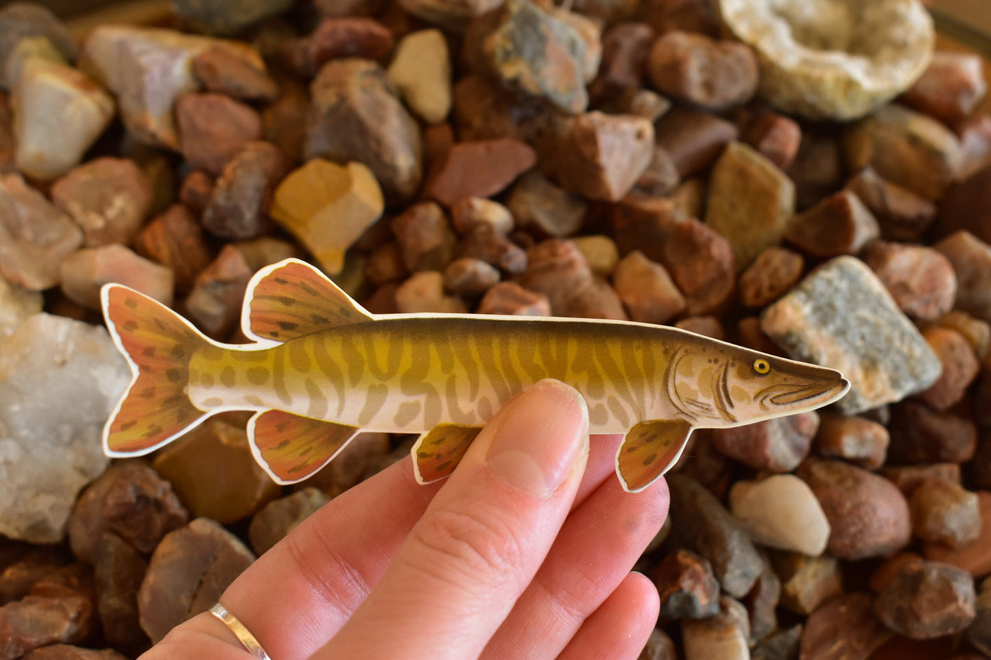 Tiger Musky Sticker: Waterproof Hand-Drawn Fish Decal