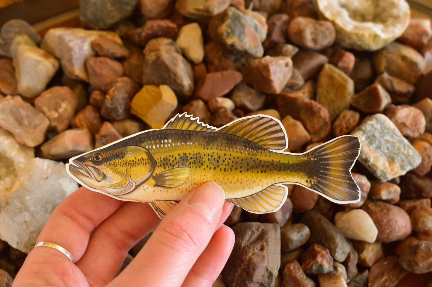 Largemouth Bass Sticker: Waterproof Lake Fish Decal