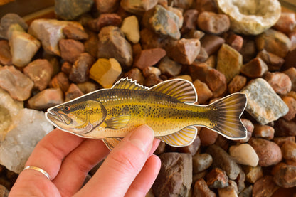 Largemouth Bass Sticker: Waterproof Lake Fish Decal