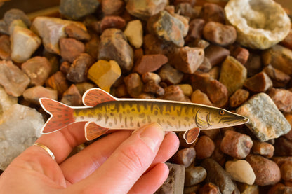 Barred Musky Sticker: Waterproof Fish Decal
