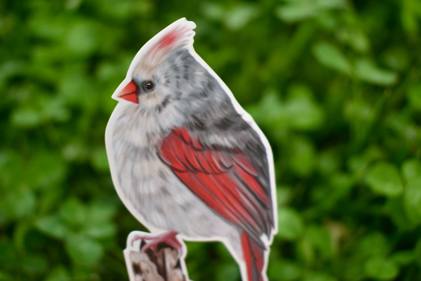 Female Cardinal Sticker: Waterproof Bird Decal