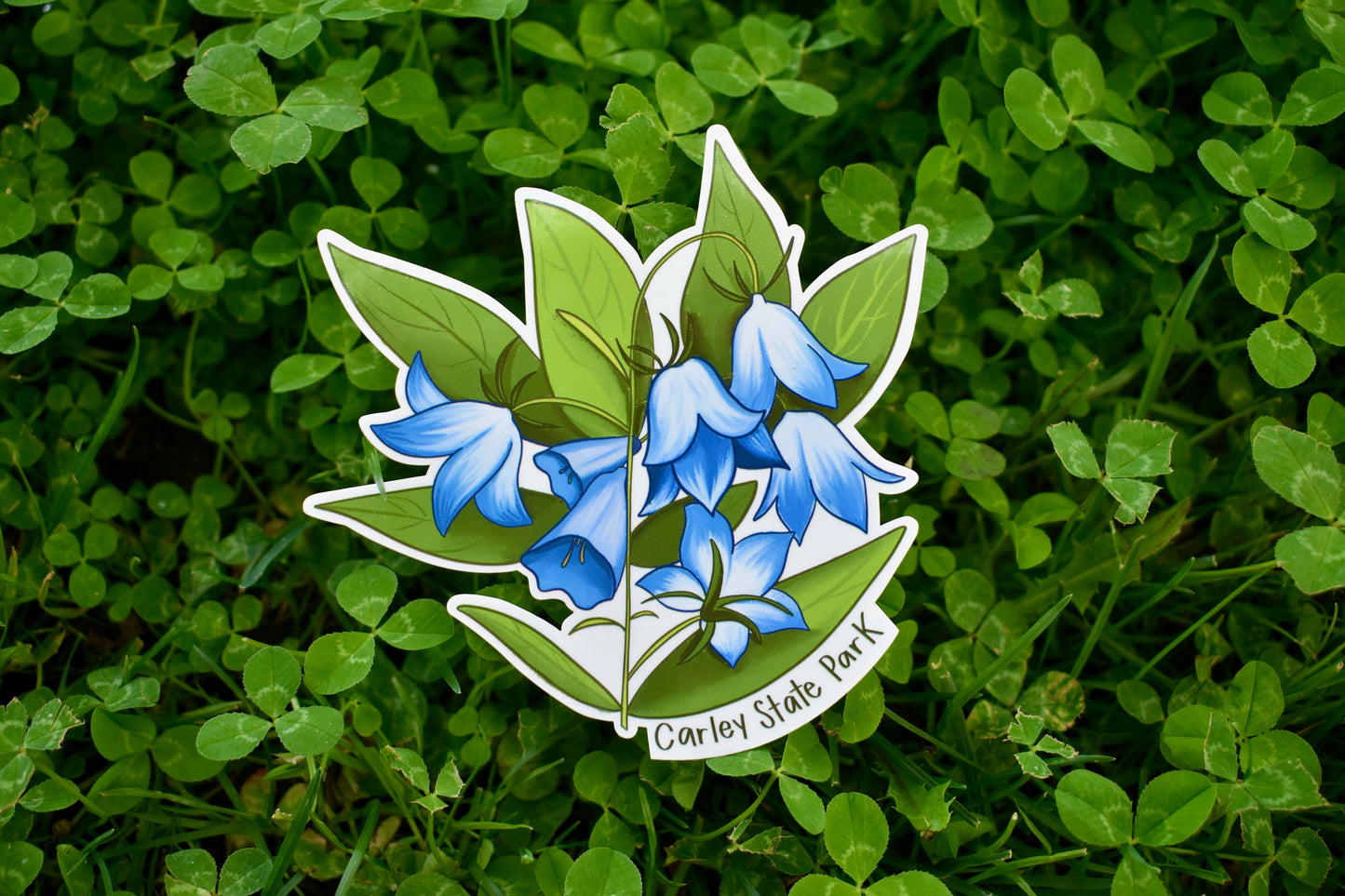 Bluebell Flower Sticker: Waterproof Carley State Park MN Decal