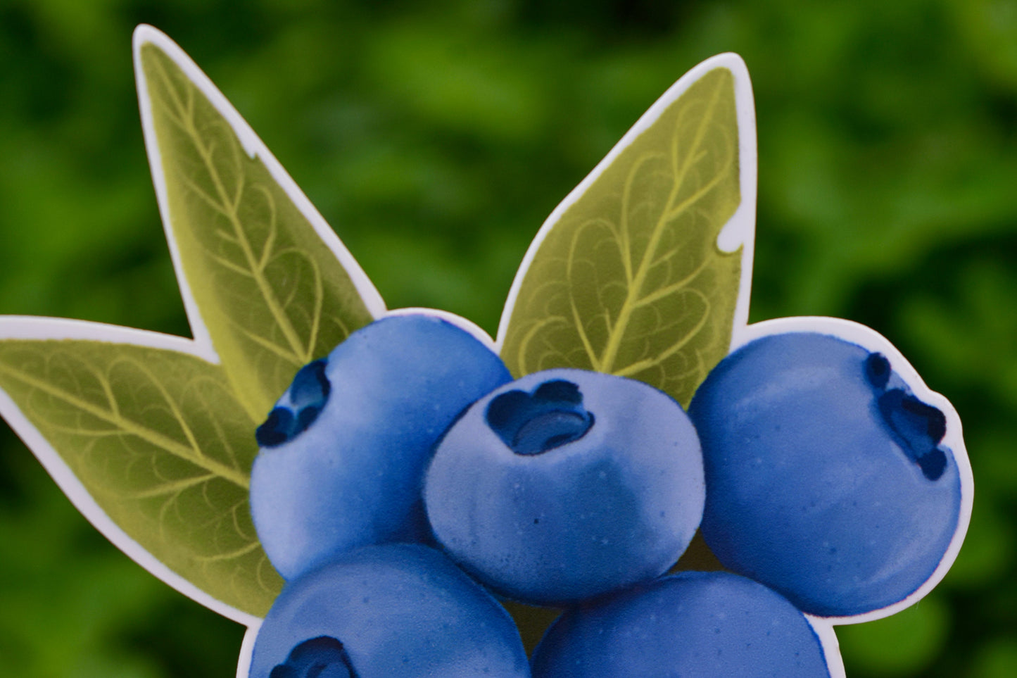 Blueberries Sticker: Waterproof Laptop Decal, Hand Illustrated