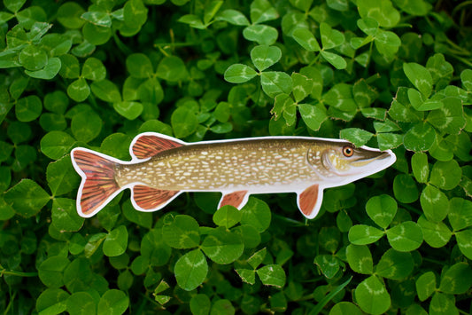 Northern Pike Sticker: Hand-Drawn Waterproof Fishing Decal