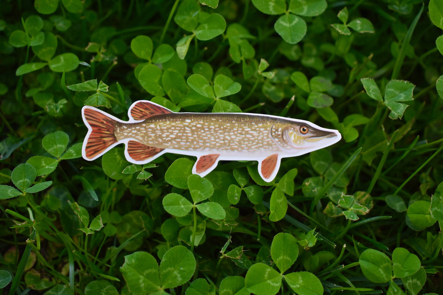 Northern Pike Sticker: Waterproof Fish Decal (3.6" x 1.2")