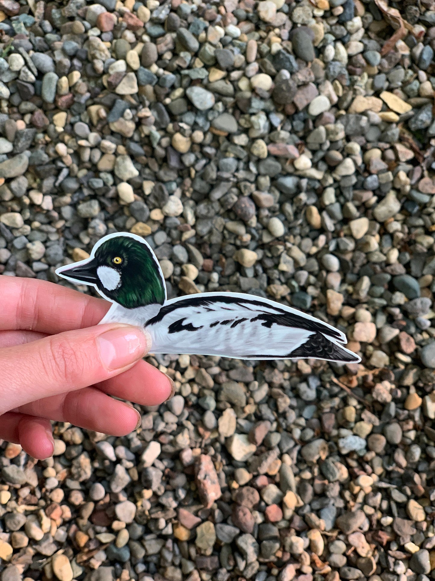 Goldeneye Duck Sticker: Waterproof Vinyl Decal (3.7" x 5.6")