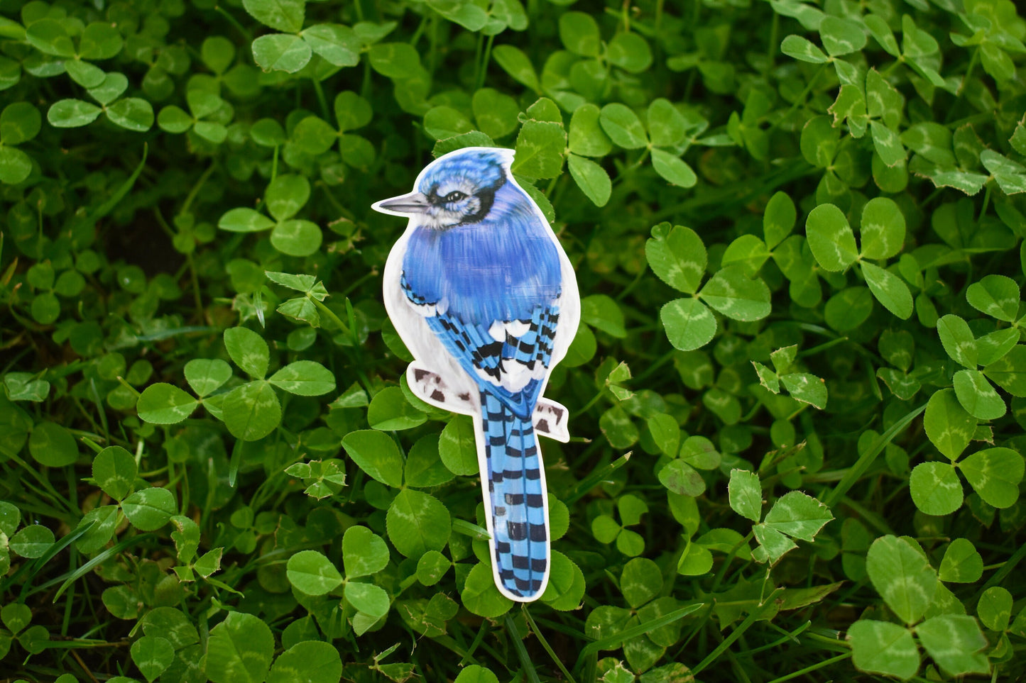 Bluejay Sticker: Hand-Drawn Waterproof Bird Decal