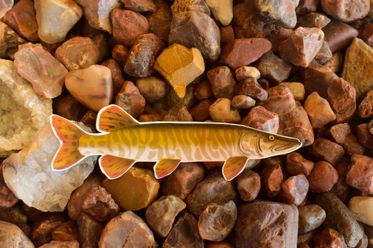 Tiger Musky Sticker: Waterproof Hand-Drawn Fish Decal
