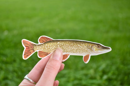 Northern Pike Sticker: Hand-Drawn Waterproof Fishing Decal