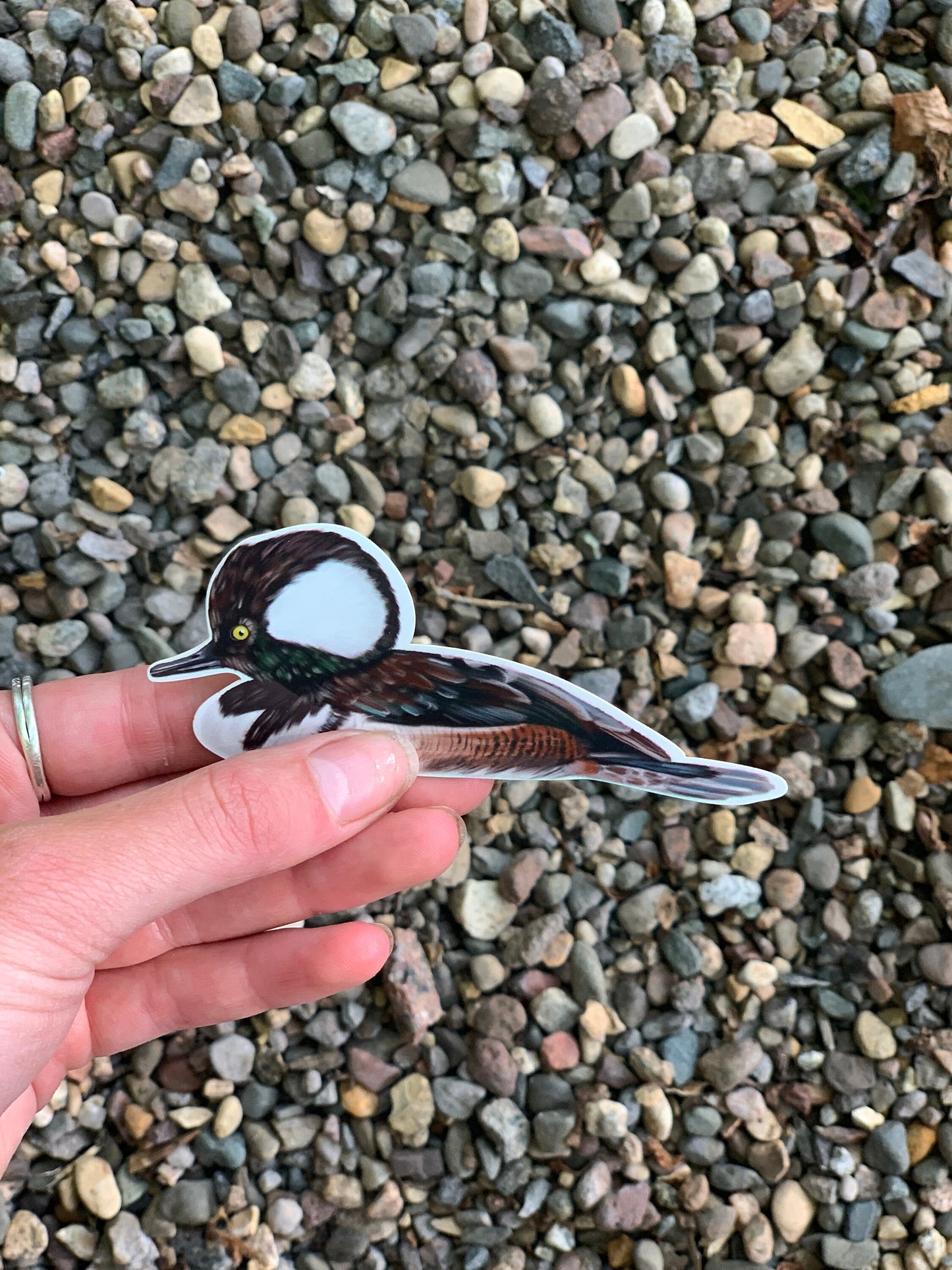 Hooded Merganser Sticker: Waterproof Duck Decal (3.7" x 1.5")