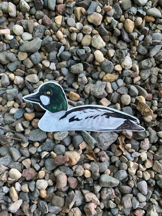Goldeneye Duck Sticker: Waterproof Vinyl Decal (3.7" x 5.6")