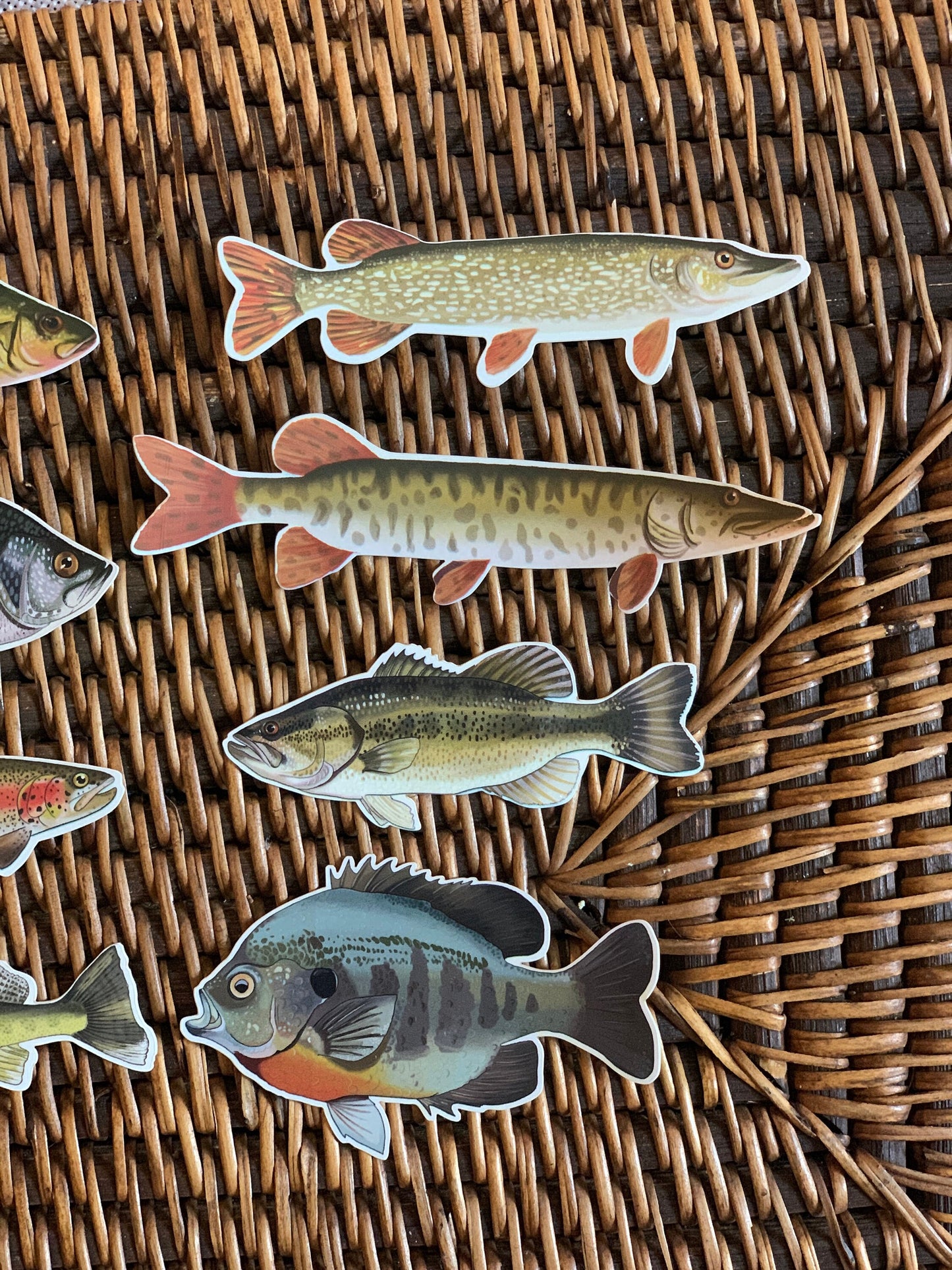 Fish Sticker Pack: Waterproof Fishing Decals, Hand-Drawn