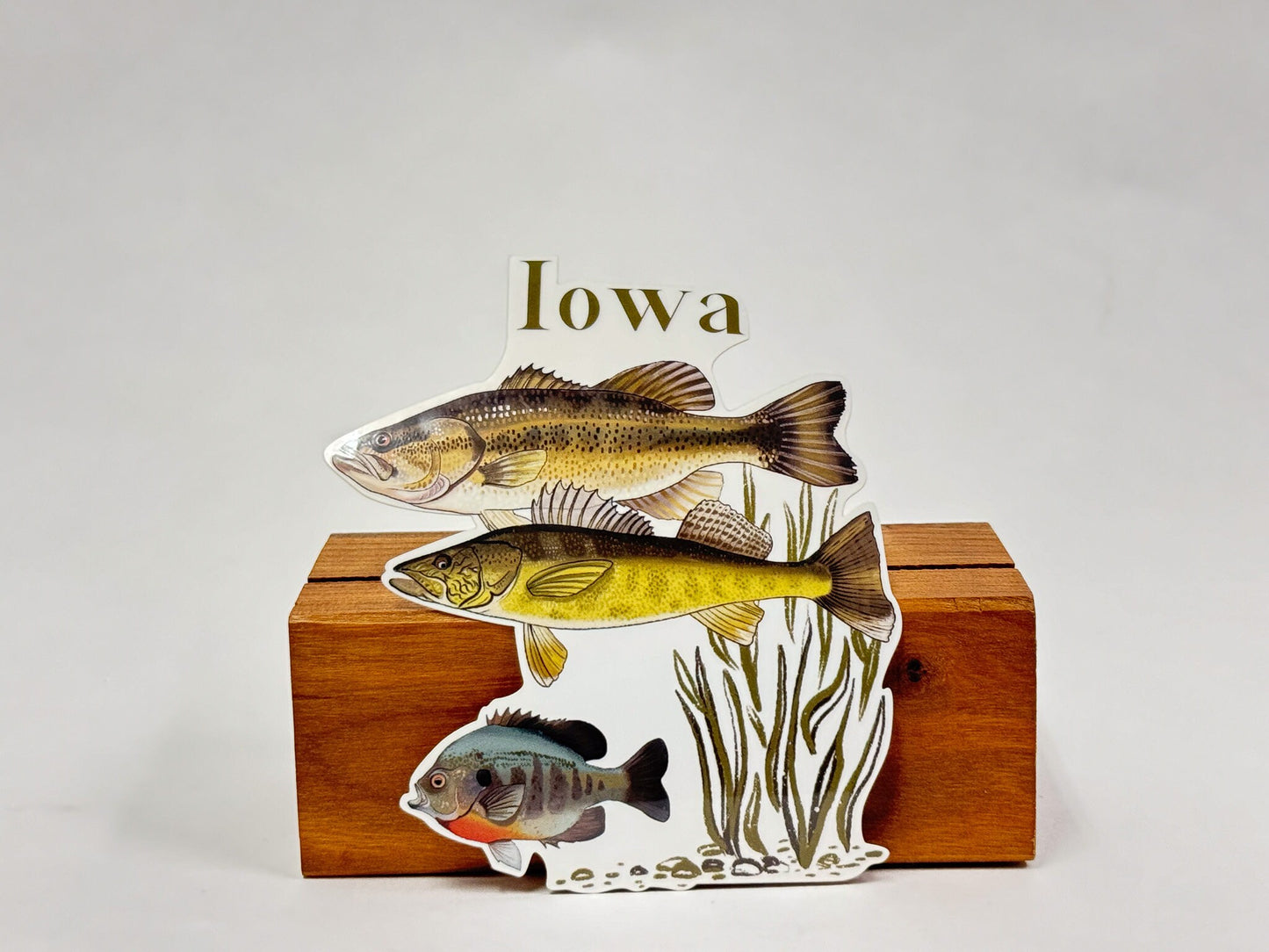 Iowa Fish Sticker: Hand-Drawn Waterproof Fishing Decal