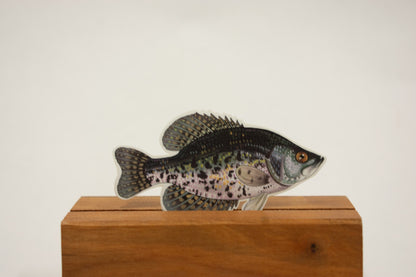 Crappie Sticker: Waterproof Fishing Decal (3" x 1.7")