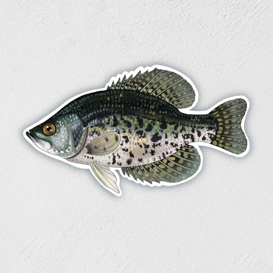 Crappie Sticker: Waterproof Fishing Decal (3" x 1.7")