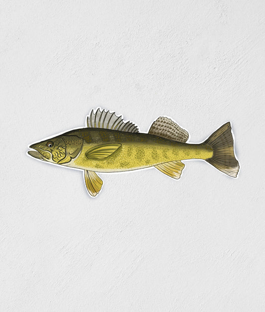 Large Walleye Sticker: Waterproof Fish Decal, Laptop/Water Bottle Label