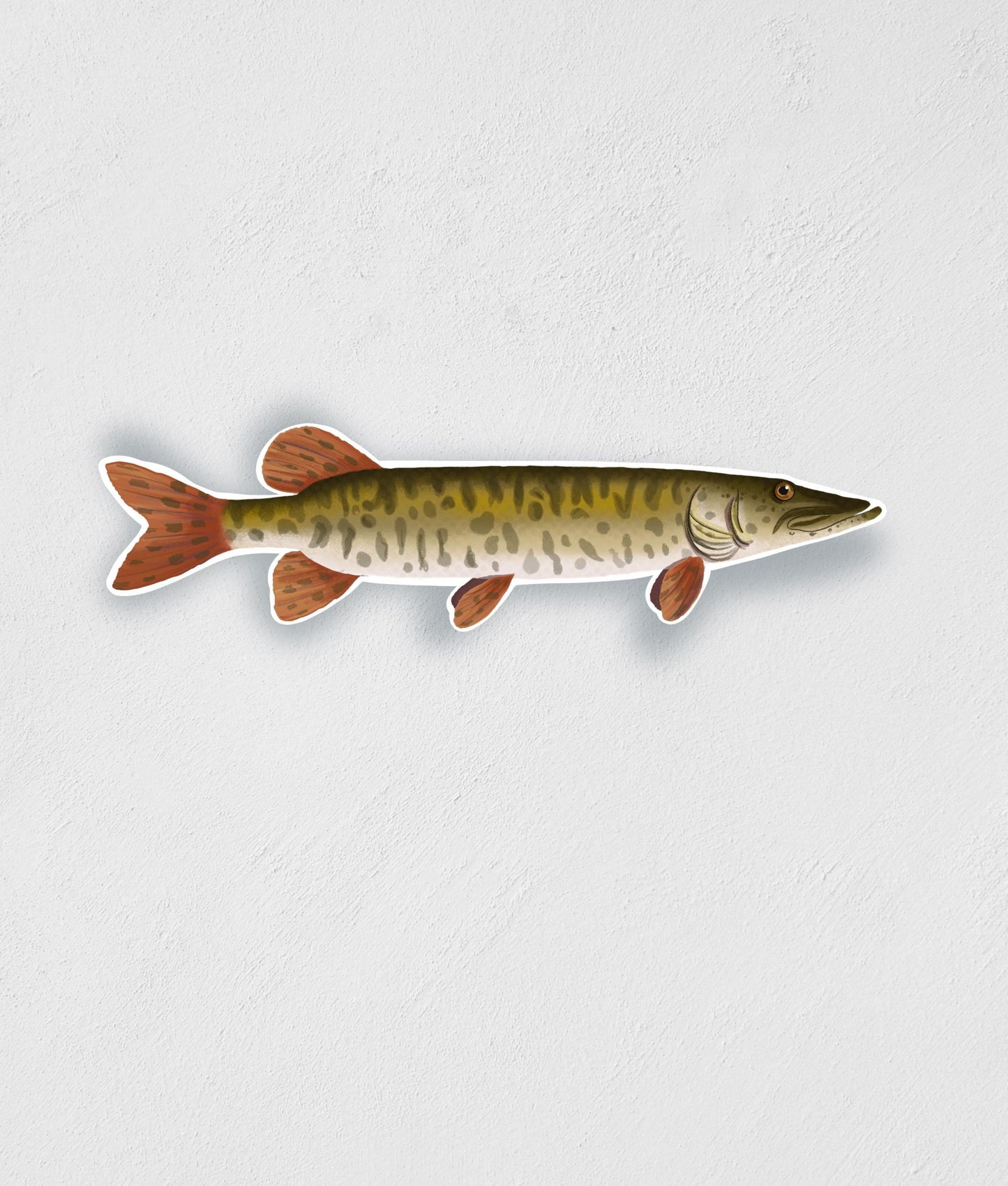 Barred Musky Sticker: Waterproof Fish Decal