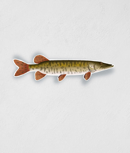 Barred Musky Sticker: Waterproof Fish Decal